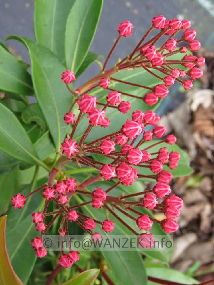 Kalmia latifolia Ewa 07.JPG